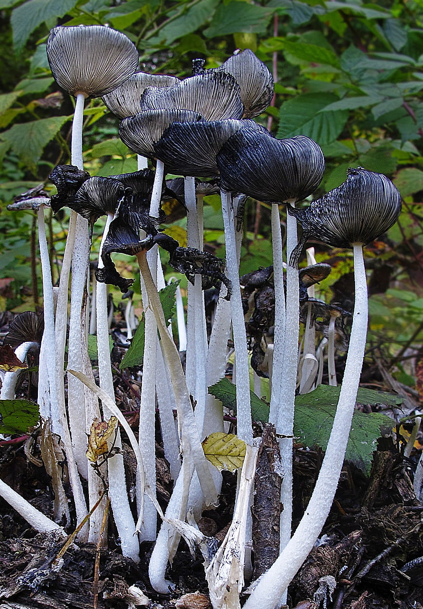 Cluster of blackening ink cap mushrooms in forest