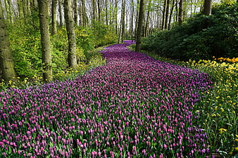 Vibrant purple grape hyacinth path in spring forest