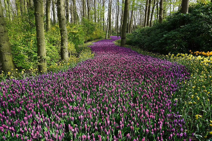 Vibrant purple grape hyacinth path in spring forest