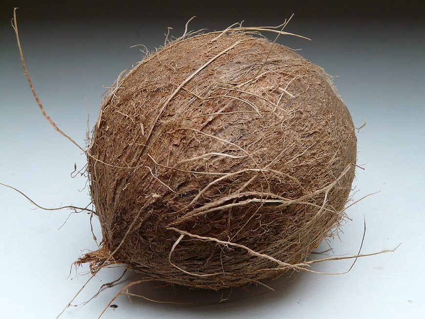 Whole Raw Coconut With Fibrous Husk On White Background