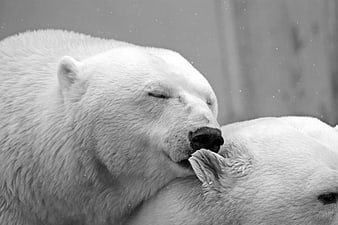 Black and white polar bears cuddling affectionately
