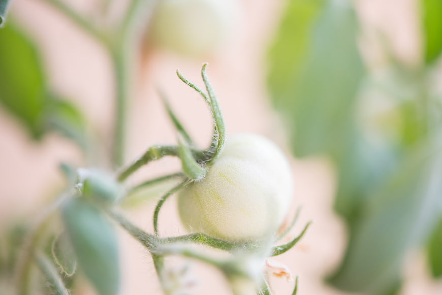 Close-up of small green tomato growing on vine