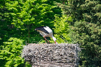 White Stork Tending Nest in Lush Green Forest