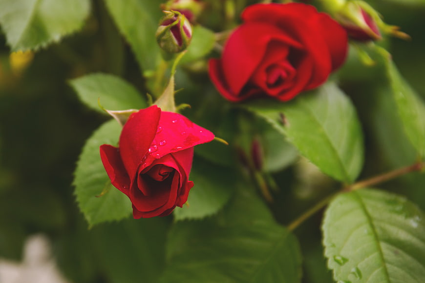 Close-up of vibrant red roses with water droplets on green leaves