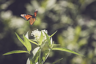 Monarch Butterfly Flying Over White Milkweed Flower