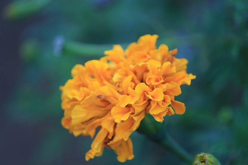 Close-up of vibrant orange marigold flower with blurred background