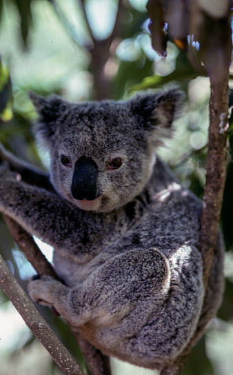 Cute Koala Bear Clinging to Tree Branch in Forest