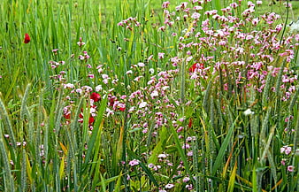 Wildflowers blooming in a lush green summer meadow