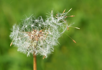 Close-up of a dandelion seed head blowing in the wind