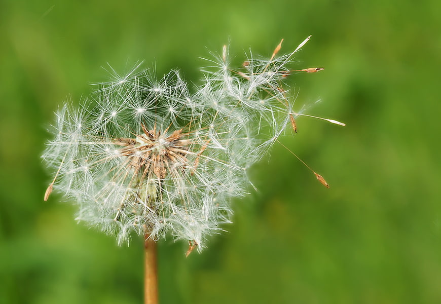 Close-up of a dandelion seed head blowing in the wind