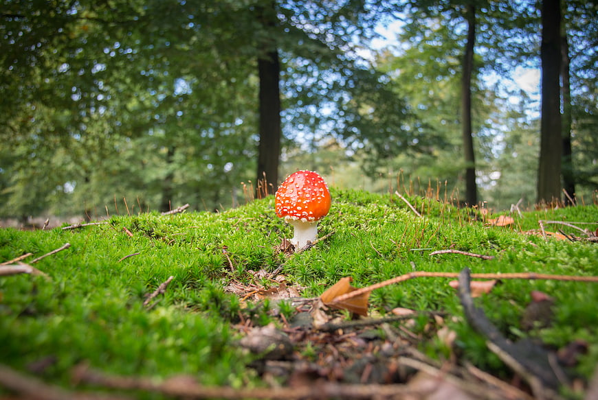 Red Fly Agaric Mushroom in Green Mossy Forest