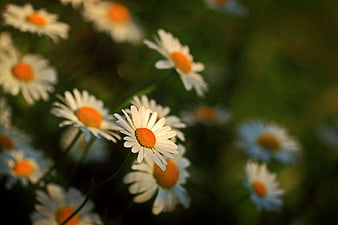Close-up of white daisies with yellow centers in a green field
