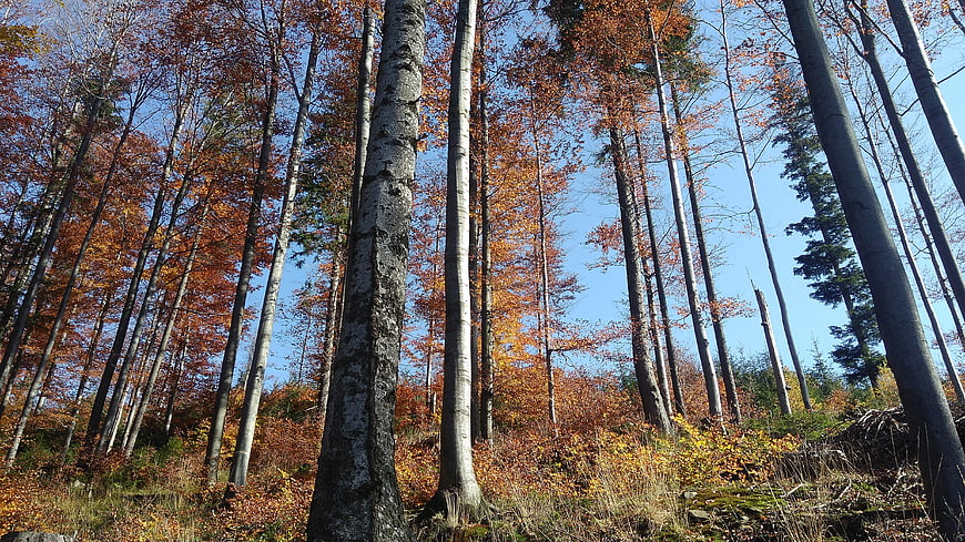 Low angle view of tall birch trees in autumn forest