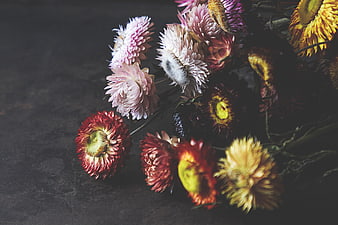 Colorful Dried Strawflowers on Dark Textured Background