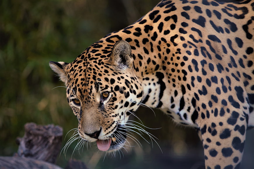 Close-up portrait of a leopard with tongue out in natural habitat