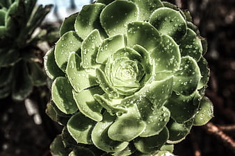 Close-up of Green Succulent with Water Droplets