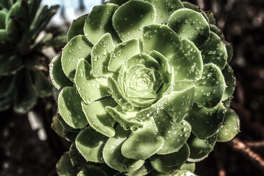 Close-up of Green Succulent with Water Droplets