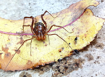 Close-up of a harvestman on a yellow autumn leaf