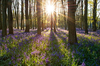 Sunlit Spring Forest Floor Covered In Purple Bluebell Flowers