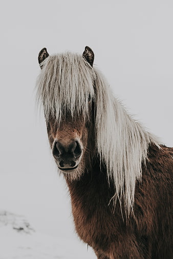 Close-up of Icelandic Horse with White Mane in Snow