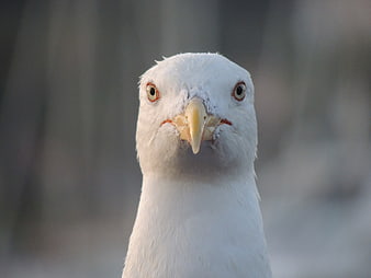 Close-up portrait of a seagull with intense gaze