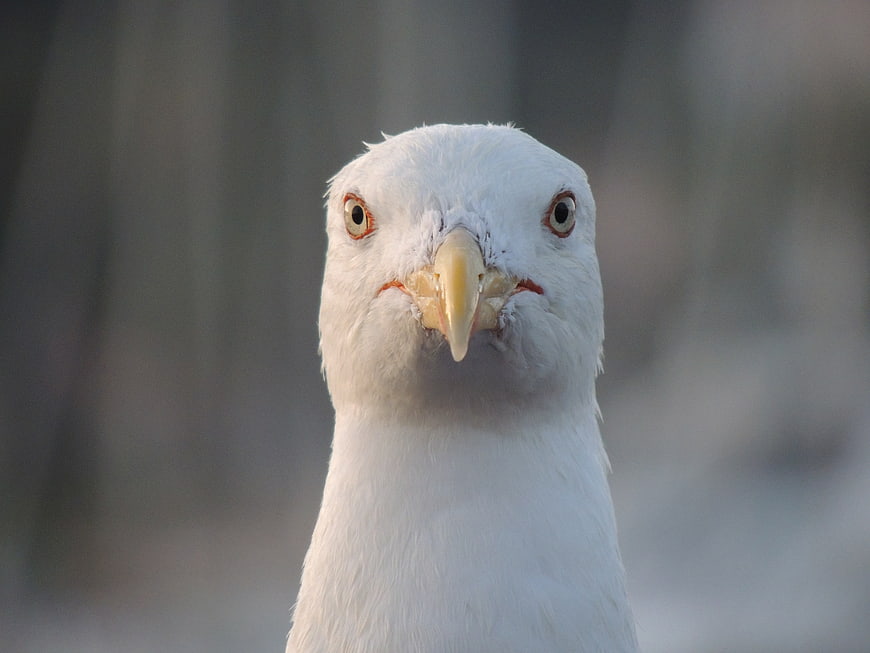 Close-up portrait of a seagull with intense gaze