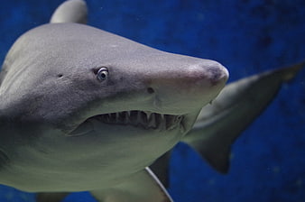 Close-up of a shark head with sharp teeth in deep blue water