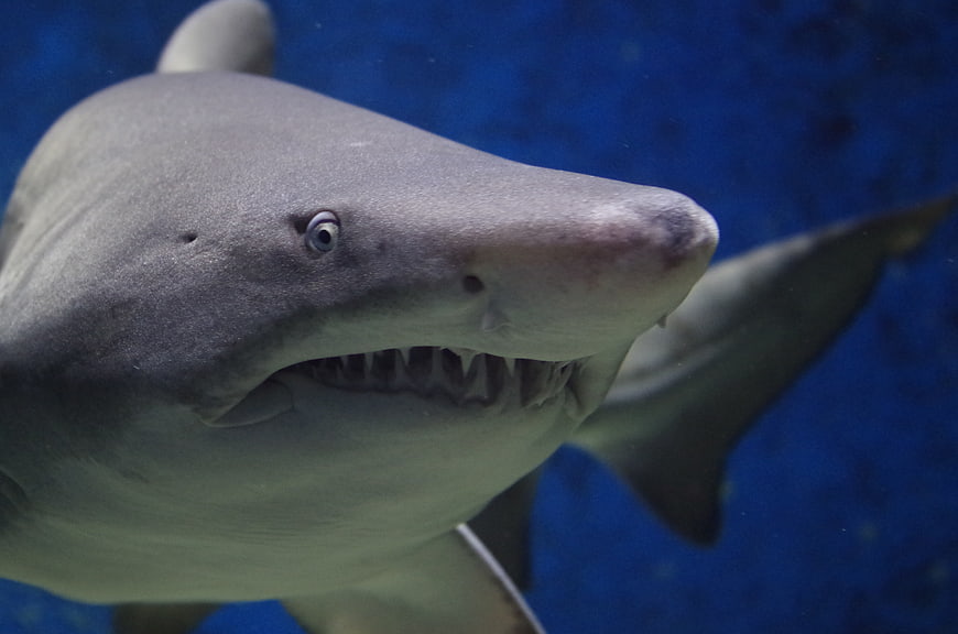 Close-up of a shark head with sharp teeth in deep blue water