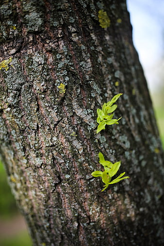 Close-up of tree bark with fresh green sprouts