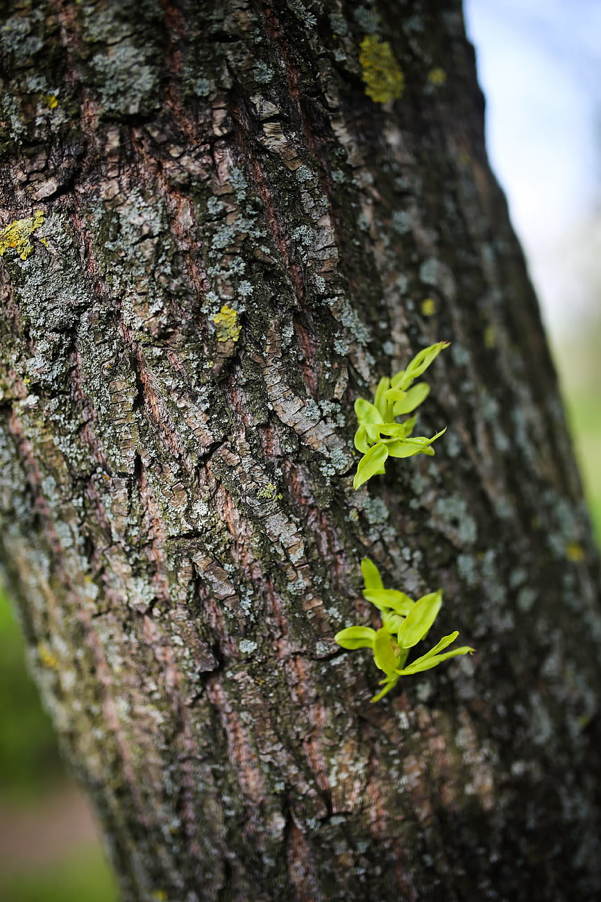 Close-up of tree bark with fresh green sprouts