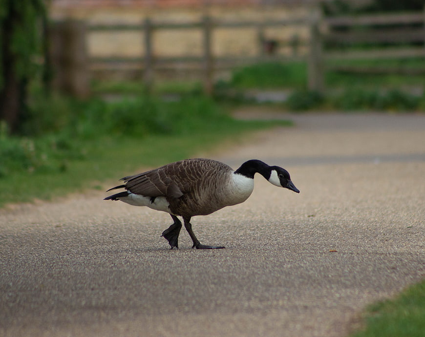 Canada Goose Walking on Gravel Path