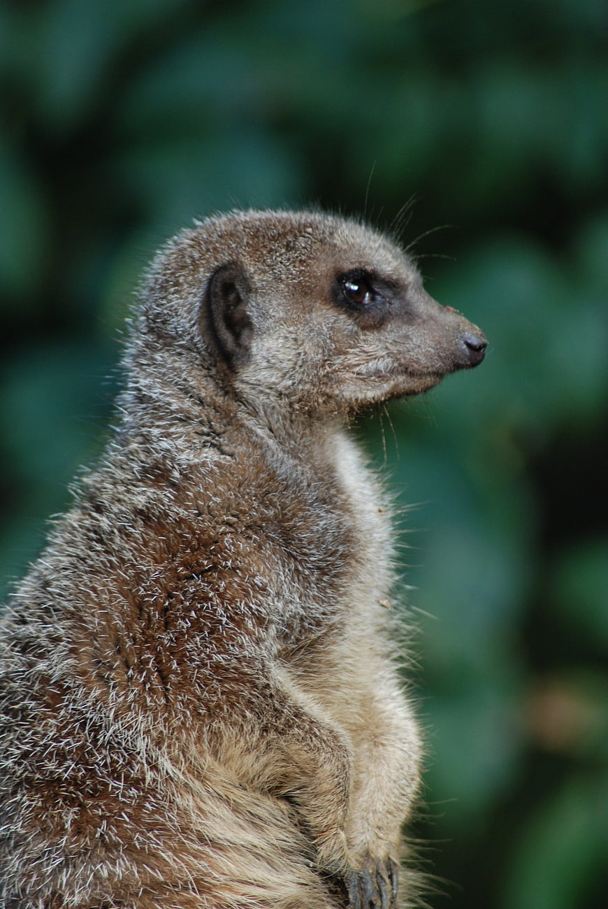 Close-up portrait of a meerkat standing alert