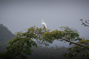 White Egret Perched On Tree Branch In Misty Mountain Landscape