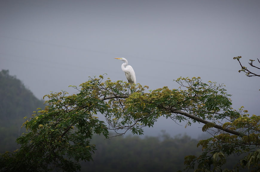 White Egret Perched On Tree Branch In Misty Mountain Landscape