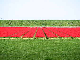 Vibrant Red Tulip Field with Green Grass and Wind Turbines