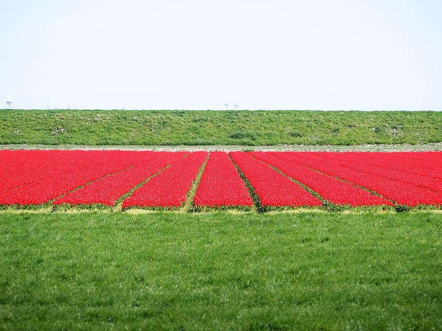 Vibrant Red Tulip Field with Green Grass and Wind Turbines