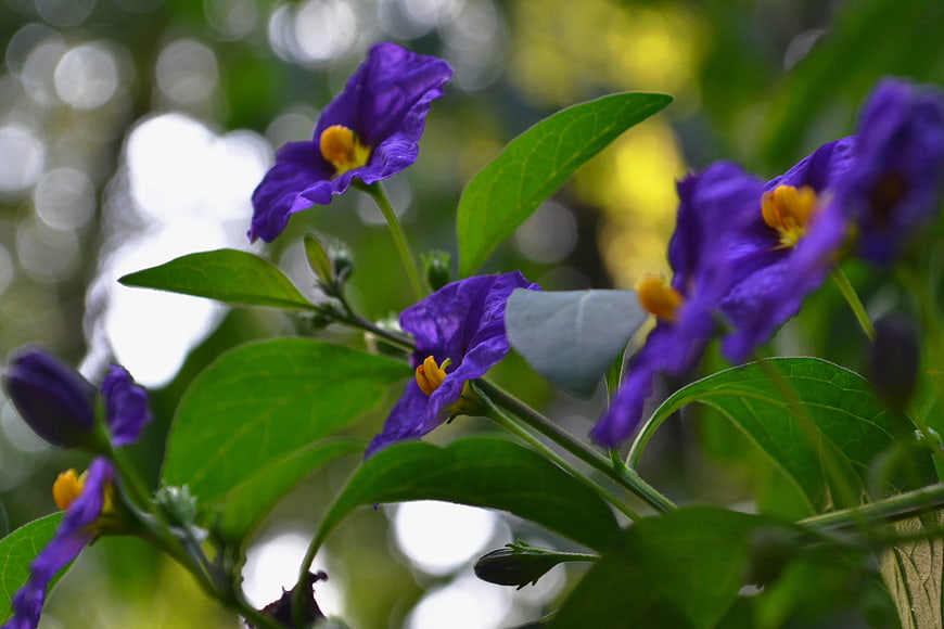 Close-up of vibrant purple flowers with yellow centers and green leaves