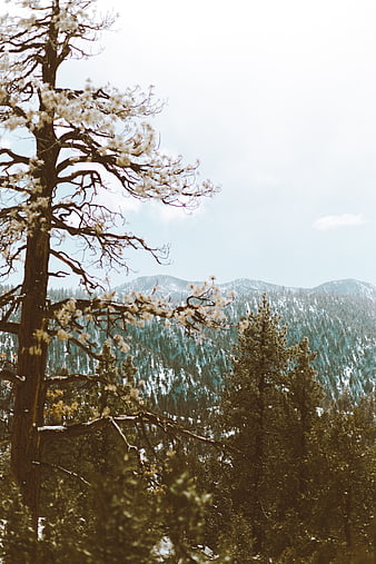 Snowy pine tree with white blossoms against mountain forest backdrop