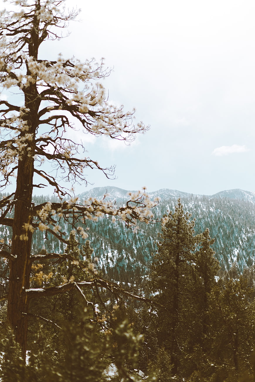 Snowy pine tree with white blossoms against mountain forest backdrop