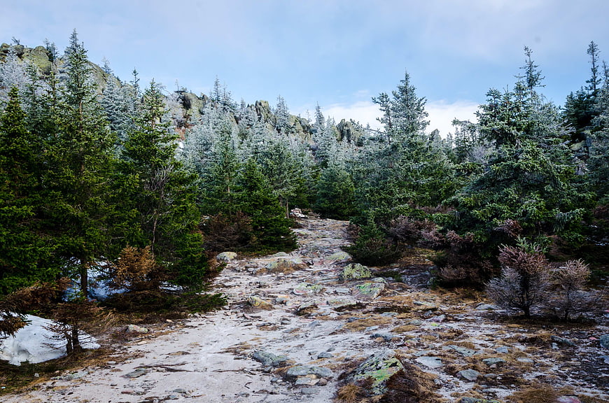 Snowy Mountain Trail Through Pine Forest in Early Spring