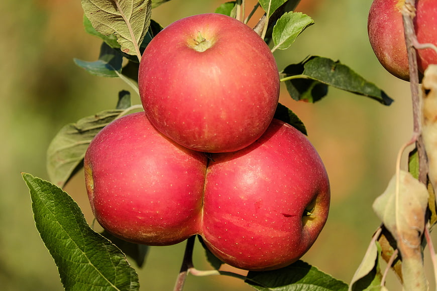 Close-up of ripe red apples growing on a tree branch