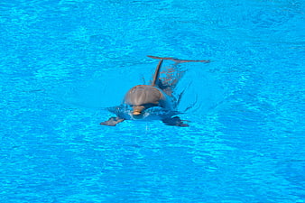 Dolphin swimming in bright blue water