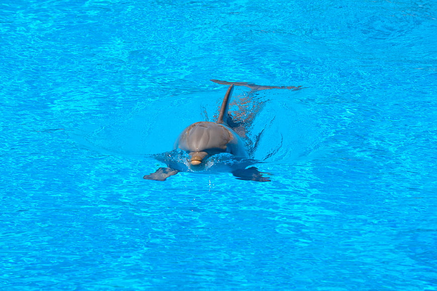 Dolphin swimming in bright blue water
