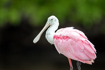 Roseate Spoonbill Bird Portrait in Natural Habitat