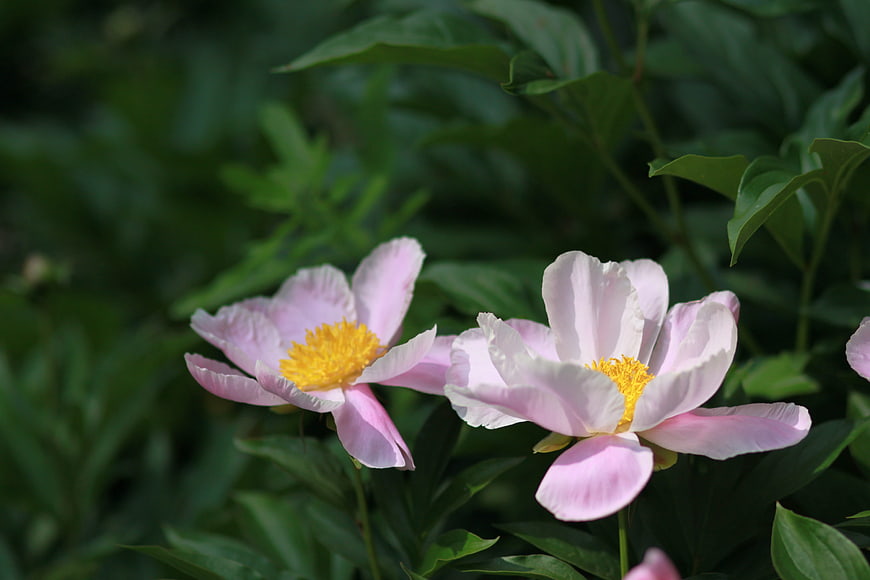 Two Pink Peony Flowers With Yellow Centers In Green Garden