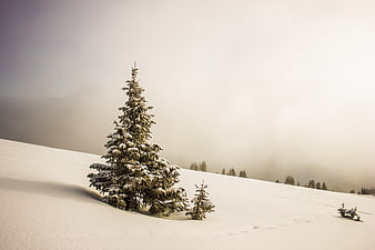Lone Snow-Covered Pine Tree on Misty Winter Hillside