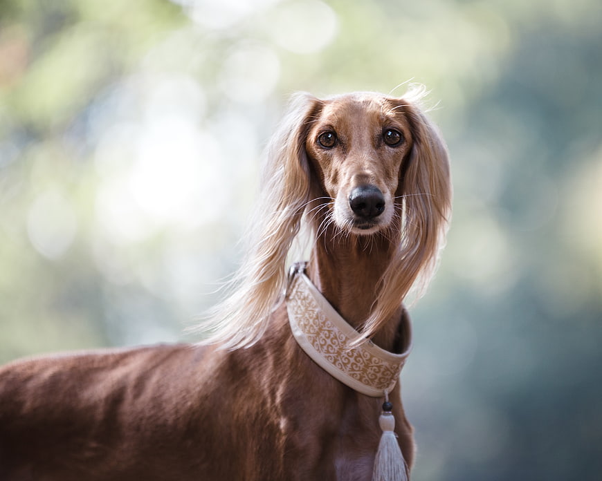 Saluki Dog Portrait with Decorative Collar