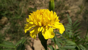 Close-up of a vibrant yellow marigold flower in a garden