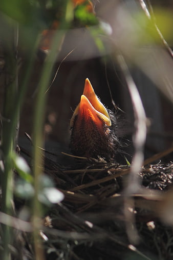 Baby Blackbird Nestling with Open Beak in Nest