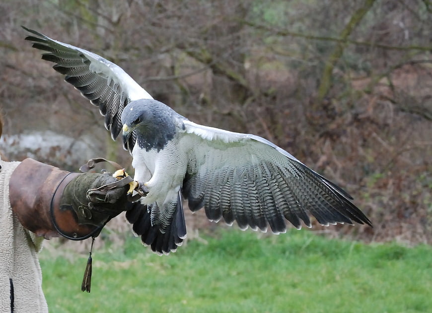 Harris's Hawk Landing on Falconer's Glove